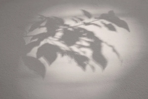 시멘트 거무스름 질감을 가지고 거무스름 잎사귀 그림자 본문을 벽지를 — 스톡 사진