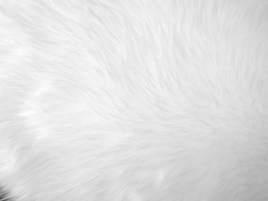 Beyaz, temiz yün dokusu arka planda. hafif doğal koyun yünü. Beyaz, pürüzsüz pamuk. Tasarımcılar için tüylü kürk dokusu. yakın plan beyaz yün halı..
