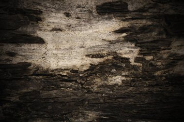 Beautiful natural bark, tree surface, cork, epidermis, tree bark, for design or design. nature background..	