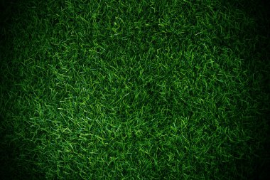 Green grass texture background grass garden concept used for making green background football pitch, Grass Golf, green lawn pattern textured background......	