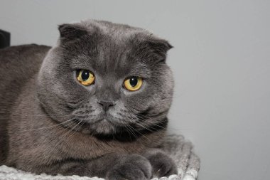 Sıra dışı Pigmentasyonlu İskoç Tek Gözü