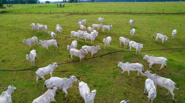Bir çiftlikteki Brezilya Nellore sığırları. Hava görünümü