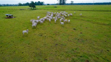 Bir çiftlikteki Brezilya Nellore sığırları. Hava görünümü