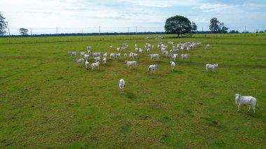 Bir çiftlikteki Brezilya Nellore sığırları. Hava görünümü