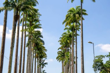 Burle Marx Parkı - Parque da Cidade, Sao Jose dos Campos, Brezilya. Uzun ve güzel palmiye ağaçları