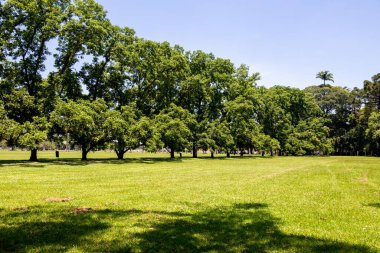 Burle Marx Parkı - Parque da Cidade, Sao Jose dos Campos, Brezilya. Uzun ve güzel palmiye ağaçları