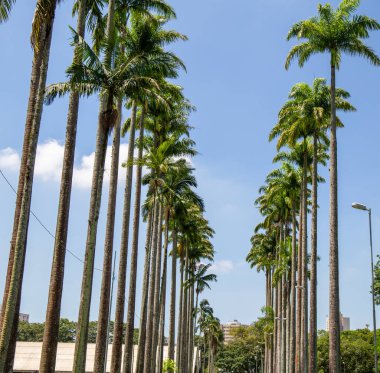 Burle Marx Parkı - Parque da Cidade, Sao Jose dos Campos, Brezilya. Uzun ve güzel palmiye ağaçları