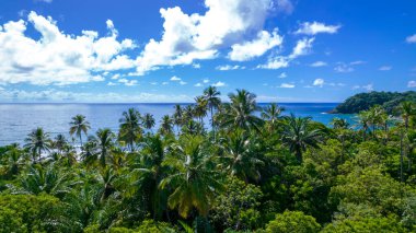 Aerial view of Itacare beach, Bahia, Brazil. Beautiful coconut and palm trees with the beach in the background
