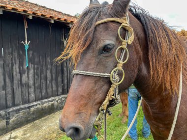 horse on a farm in brazil.