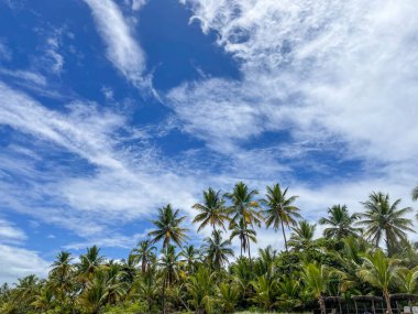 Tall palm trees on the beaches in Itacare, Bahia, on the 4 beaches trail.