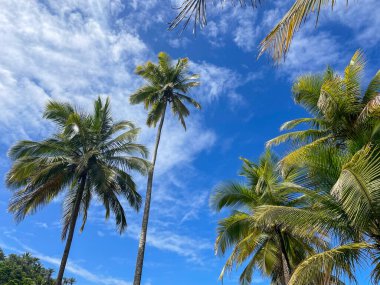 Tall palm trees on the beaches in Itacare, Bahia, on the 4 beaches trail.