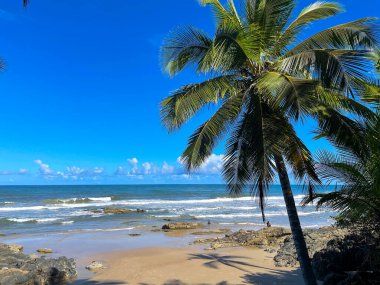 Tall palm trees on the beaches in Itacare, Bahia, on the 4 beaches trail.