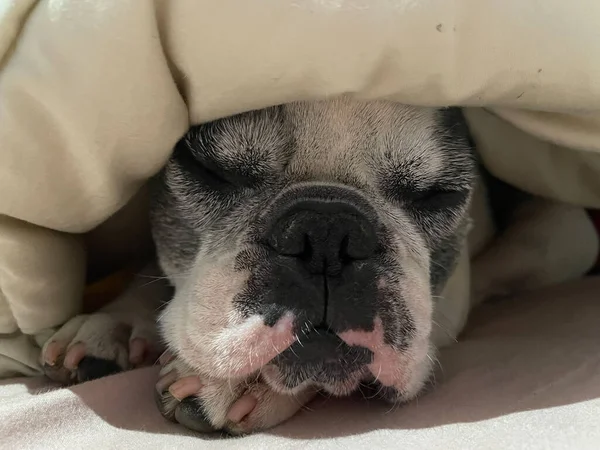 Black and white french bulldog sleeping under a blanket.