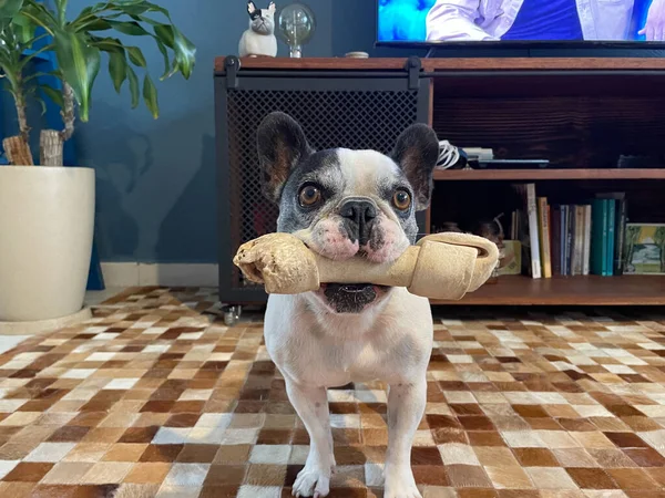 french bulldog dog with a bone in its mouth, indoors
