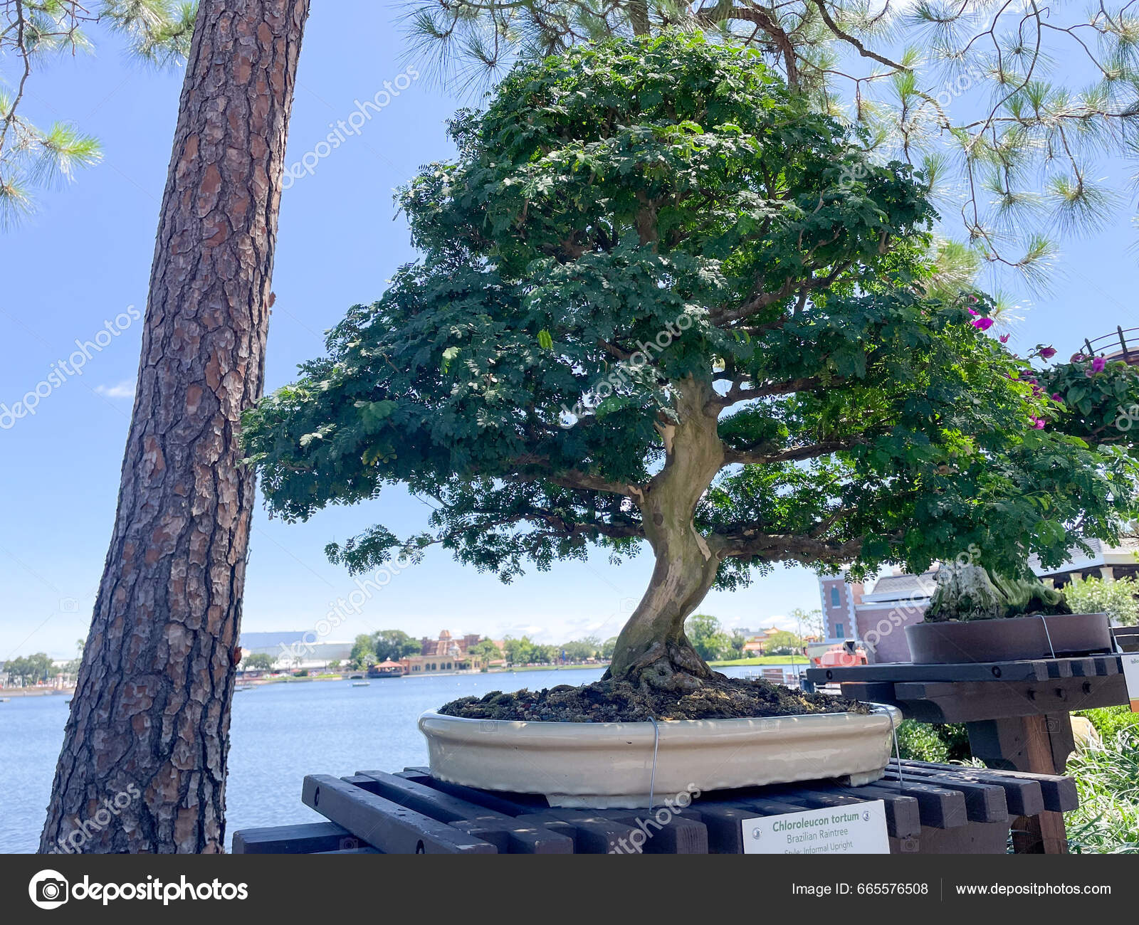 Orlando Florida Usa 2023 Japanese Pavilion Bonsai Epcot Center Theme