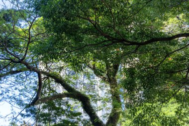 Vila Nova Conceicao mahallesindeki Pereira Coutinho Meydanı,