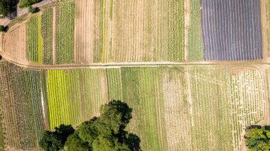 Brezilya 'nın Sao Paulo kentindeki Jundiai kentindeki organik bir sebze çiftliğinin hava manzarası.