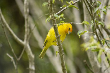 Canario da Terra, Brezilya faunasının kuşu. Sao Paulo 'da, SP. Güzel sarı kuş 