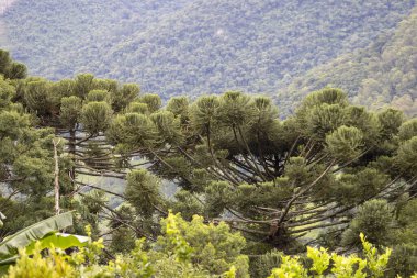 Brezilya, Sao Paulo 'daki Serra da Mantiqueira' daki Araucaria ağacı