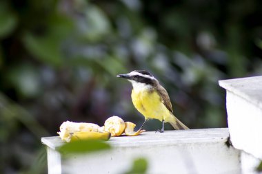Kuş Bem-Te-Vi muz yiyor..
