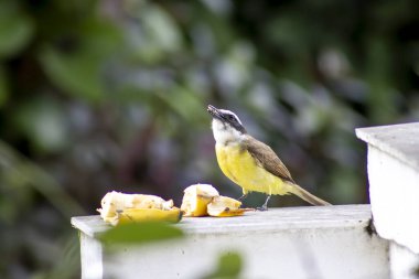 Kuş Bem-Te-Vi muz yiyor..