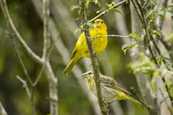 Canario da Terra, Brezilya faunasının kuşu. Sao Paulo 'da, SP. Güzel sarı kuş 