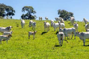 Nelore sığırları Sao Paulo 'da yeşil bir çayırda, SP.