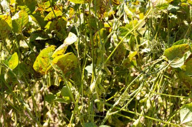 Brezilya 'da bir çiftlikte çiğ soya fasulyesi. Kapat..