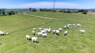 Nelore sığırları Sao Paulo 'da yeşil bir çayırda, SP.