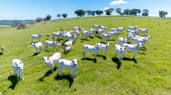 stock image Nelore cattle in a green pasture on a farm in Sao Paulo, SP.