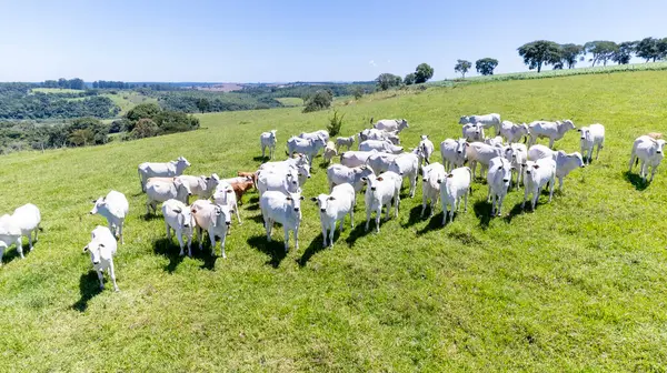 Stock image Nelore cattle in a green pasture on a farm in Sao Paulo, SP.