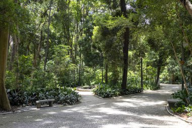 Trianon Park on Av. Paulista in Sao Paulo, SP, Brazil. Main avenue of the city. clipart