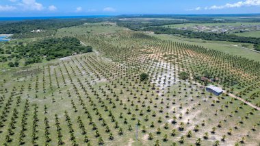 Tibau do Sul, Natal, Rio Grande do Norte, Brezilya 'daki Pipa sahilindeki hindistan cevizi tarlası manzarası..