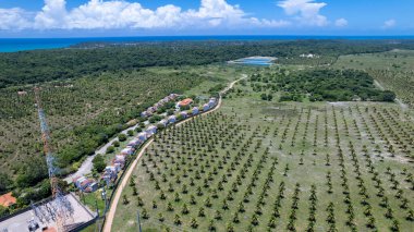 Tibau do Sul, Natal, Rio Grande do Norte, Brezilya 'daki Pipa sahilindeki hindistan cevizi tarlası manzarası..