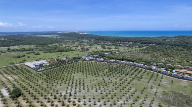 Aerial view of coconut plantation on Pipa beach in Tibau do Sul, Natal, Rio Grande do Norte, Brazil. clipart