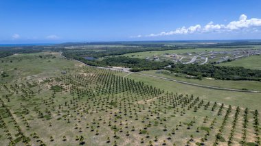 Tibau do Sul, Natal, Rio Grande do Norte, Brezilya 'daki Pipa sahilindeki hindistan cevizi tarlası manzarası..