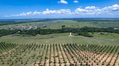 Tibau do Sul, Natal, Rio Grande do Norte, Brezilya 'daki Pipa sahilindeki hindistan cevizi tarlası manzarası..