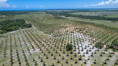 Tibau do Sul, Natal, Rio Grande do Norte, Brezilya 'daki Pipa sahilindeki hindistan cevizi tarlası manzarası..