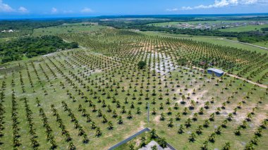 Aerial view of coconut plantation on Pipa beach in Tibau do Sul, Natal, Rio Grande do Norte, Brazil. clipart