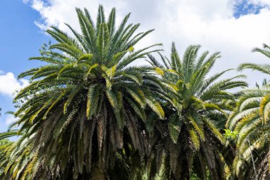 Sao Paulo 'daki Ibirapuera Park, SP, Brezilya.