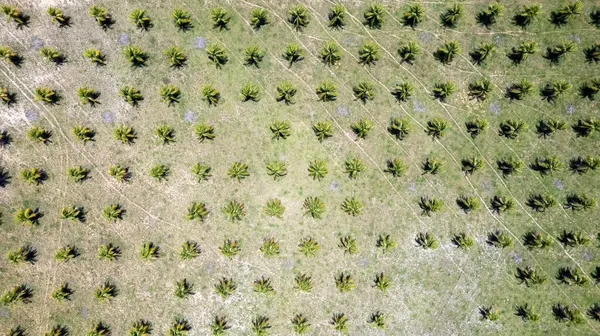 stock image Aerial view of coconut plantation on Pipa beach in Tibau do Sul, Natal, Rio Grande do Norte, Brazil.