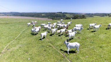 Nelore sığırları Sao Paulo 'da yeşil bir çayırda, SP.