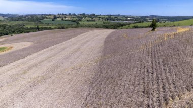 Brezilya 'da bir çiftlikte soya fasulyesi hasat eden traktör..