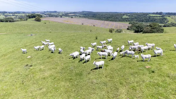 stock image Nelore cattle in a green pasture on a farm in Sao Paulo, SP.