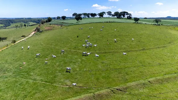 stock image Nelore cattle in a green pasture on a farm in Sao Paulo, SP.