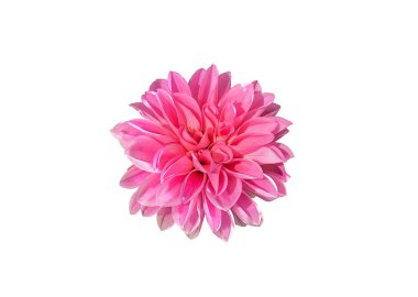 Beyaz arkaplanda tek pembe eflatun kasımpatı yıldız çiçeğinin yakın görüntüsü