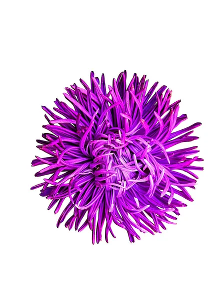 Close View Purple Violet Michaelmas Daisy Aster Isolated White Background — Stock Photo, Image