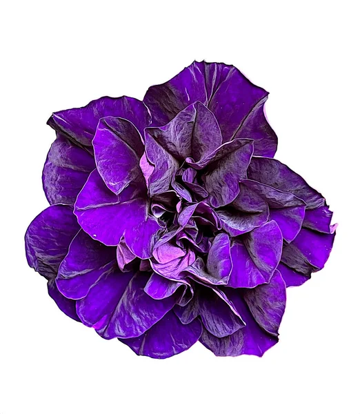 Close View Purple Shiny Petunia Flower Head Isolated White Background — Stock Photo, Image