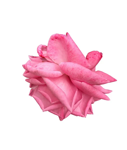 Close View Pink Flower Head Rose Isolated White Background — Stock Photo, Image