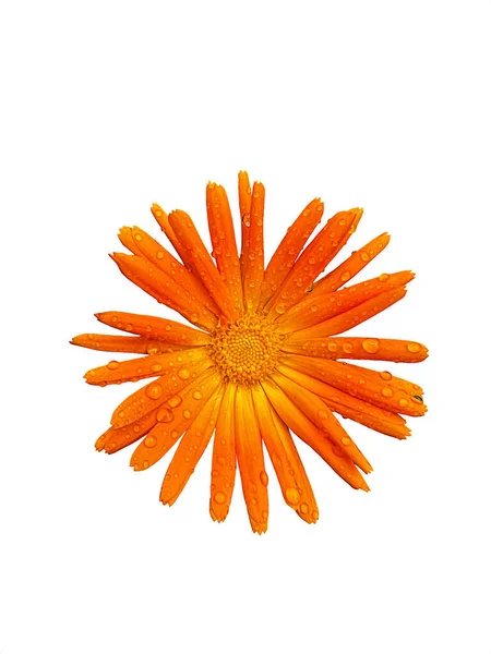 Close View Bright Orange Calendula Flower Rain Drops Its Petals — Stock Photo, Image